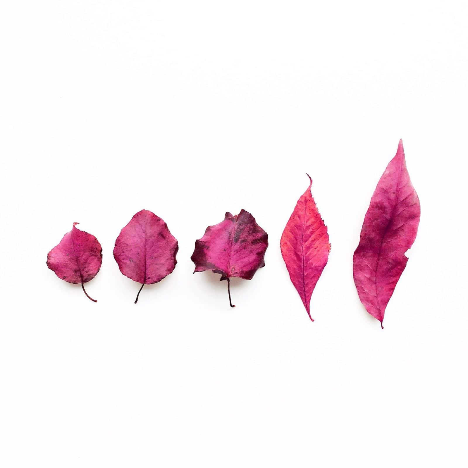Creative edit: five pink fall leaves on a white background.